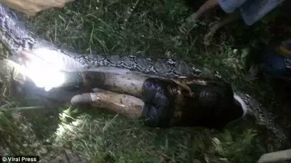 Indonesians Cut Open A Huge Python & Discover Their Missing Friend Inside (Photos)